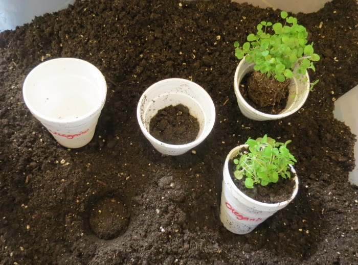 چطور آویشن را منتقل کنیم؟